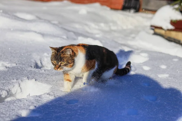 Wild felis catus domesticus идет по снегу в прекрасный день. Домашняя кошка играет со снегом и мячом. Концепция творчества, игривости и друзей — стоковое фото