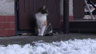 Kedi yavrusu sağa sola bakıyor. Bahçede renkli evcil kedi izleme durumu. Çocuk nöbet tutuyor. Kedilerin kraliçesi tahtta oturur ve kullarını izler.