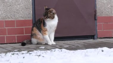 Renkli kedi yavrusu her yöne bakıyor. Özel ve nadir bulunan kedi poponun üstüne oturur ve sağa sola, sola ve tekrar tekrar bakar. Sabahları tipik felis catus domesticus aktivitesi. Temizlik, izlemek ve beklemek. Harika bir rengi ve tüyleri var.