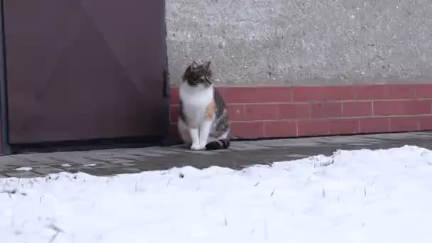 Kattungen Sitter Trottoaren Och Tittar Trädgården Och Sedan Hostar Hon — Stockvideo