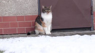 Sıkılmış evcil kedi sağa sola bakıyor ve sonra da onu çimdiklediğimi söylüyor. Kedi yavrusu öfkeyle ayrılır çünkü her şeyden bıkmıştır.