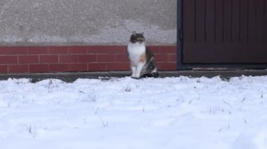 Funny cat attack hotsell