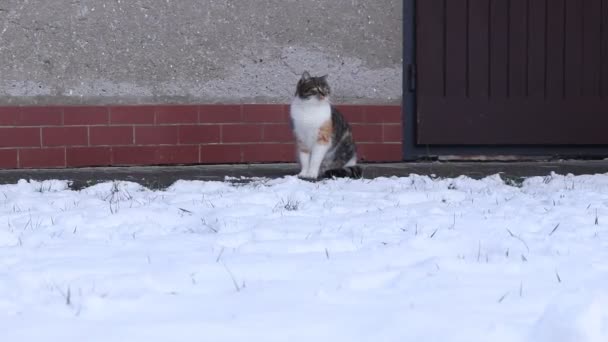 Agresivní Útok Strunu Sněhové Zahradě Hrát Hry Barevně Proslulé Kotě — Stock video