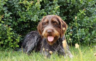 Gölgede rahatla. Sert kaplamalı Bohem Pointer maçlar arasında mola veriyor. Aktif yaşam tarzı. Sağlıklı bir yaşam tarzı. Silah köpeği çimenlerin üzerinde mutlu bir şekilde yatıyor. Dilini çıkar.