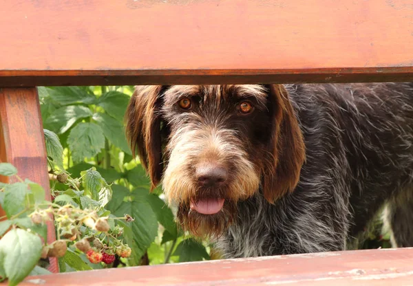 Masked spy hidden behind bench in the garden. Inquisitive Bohemian Wire-haired Pointing Griffon watch garden. Rare type of gun dog which is located only in czech republic. Outdoor games. Active