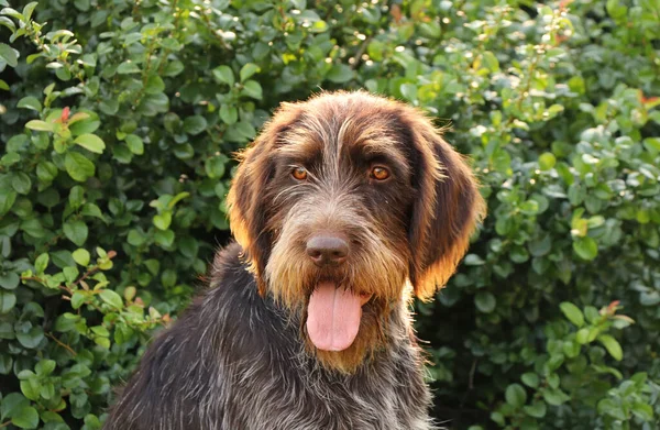 Zealous female dog to outdoor games. Bohemian Wire-haired Pointing Griffon with tongue out in shadow. Glow around head. Animal head in outdoor environment. Leisure activity.