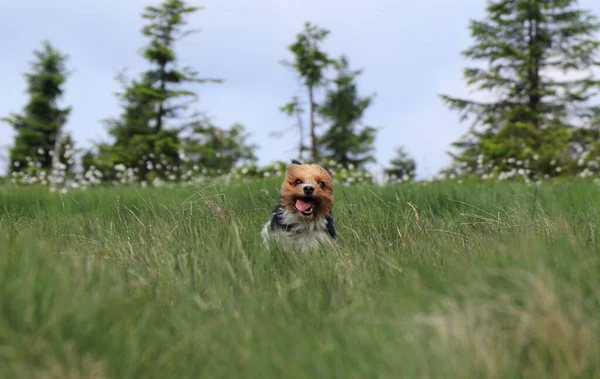 Biewer Terrier in the middle of meadow. Fun face with tongue out. Biewer runs with open mouth. Comic animal head with ears in back and open mouth. Agility. Biewer Yorkshire Terrier is a racer.