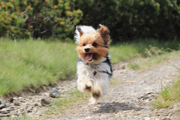 Harika Biewer Terrier Koşma Pozisyonunda Dili Dışarıda Yüzünde Gülümsemeyle Saf — Stok fotoğraf