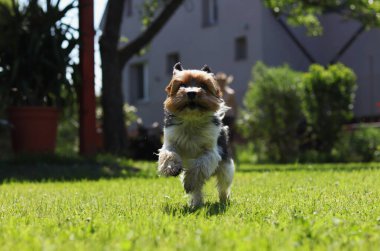 Biewer Yorkshire Teriyeri bahçede koşmaktan zevk alır. Uzun süre kapalı kaldıktan sonra evde yarışmak. Renkli yavru köpek sahibi etrafında uçuyor. Harika sıcak bir gün. Koşmak için ideal bir zaman. Açık hava aktiviteleri.