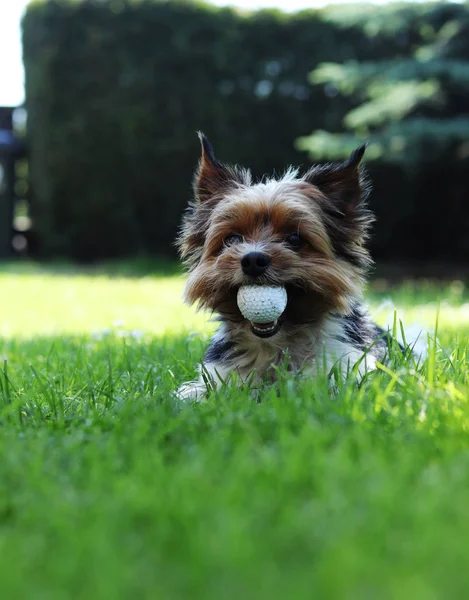 Biewer Yorkshire Terrier çimenlerde yatıyor ve ağzında büyük bir golf topu var. Sıcak yaz günlerinde gölgede rahatla. Sahibi olan yavru köpek topu almaya çalışıyor. İtaatkar, oyun, açık hava aktivitesi.
