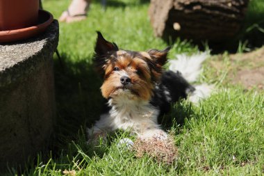 Biewer Yorkshire Terrier ne yazık ki bahçeyi izliyor. Bisikletli teriyer gölgede rahatlıyor. Açık hava aktivitesi. Dağda yaşam tarzı. Köpek hayatı. Puppy maçtan sonra dinlenmeyi hak etti. Yemek hazır..