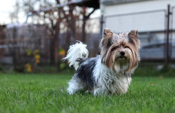 Biewer Yorkshire Terrier Ser Som Drottning Han Intar Viktig Position — Stockfoto