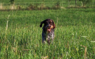 Koşarken pürüzlü Bohem Pointer 'ın gülümsemesi. Özgürlükten mutlu. Cesky Fousek her yere koşabilir. Mutlu köpek yavrusu. Maraton. Köpek çayırda koşar. Sıçrama konumu.