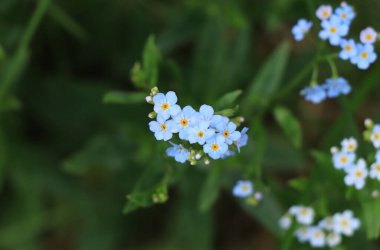 Yüksek otlar arasında harika bir Myosotis Sylvatica. Bir grup odun-beni-unutma-çayırın ortasında. Sevgililer gününde kadınlar için ideal bir hediye. Sarı çiçekli mavi yapraklar. Mavi ve yeşil. Flora..
