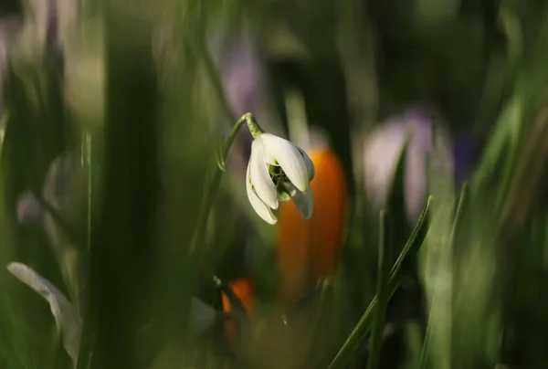 Detalle Sobre Galanthus Blanco Entre Muchos Tallos Verdes Galanthus Nivalis —  Fotos de Stock