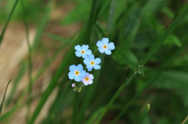 Muhteşem Myosotis sylvatica Beskydy, Czech cumhuriyetinde vahşi doğada bulunur. Myosotis, Pomnenka, dağ diyarlarındaki tipik Çekler. Ormanın yakınındaki Woodland Unutma beni.