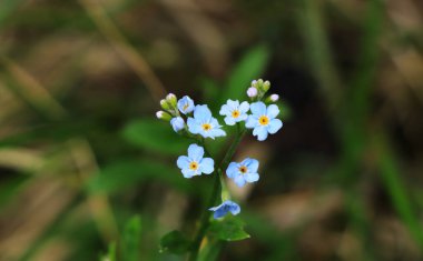 Beskydy topraklarına yerleşmiş mavi yapraklı harika Myosotis Sylvatica. Yazın tipik yabani çiçek. Woodland unutma beni, kısa ömürlü bitkisel hayat. Kız arkadaşın için güzel bir hediye..