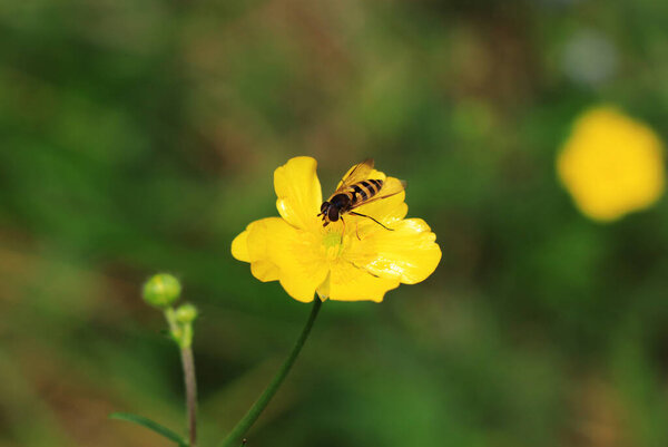 Ideal Caltha palustris in the middle of meadow. Hoverfly sits on yellow bloom and earn some nectar. Flower flies or syrphid flies pollinate kingcup. Wild yellow flower near forest.