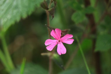 Vahşi doğanın ortasında, Beskydy, Czech Cumhuriyeti 'ndeki ormanın yakınında pembe Geranium Robertianum' la ilgili sevimli detaylar. Açık pembe ve koyu atmosfer arasındaki zıtlık. Yabani çiçek kavramı.