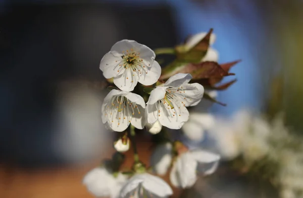 Macro Blooming Seasons Flowering Cherry Trees Tipico Giardino Ceco Con — Foto Stock