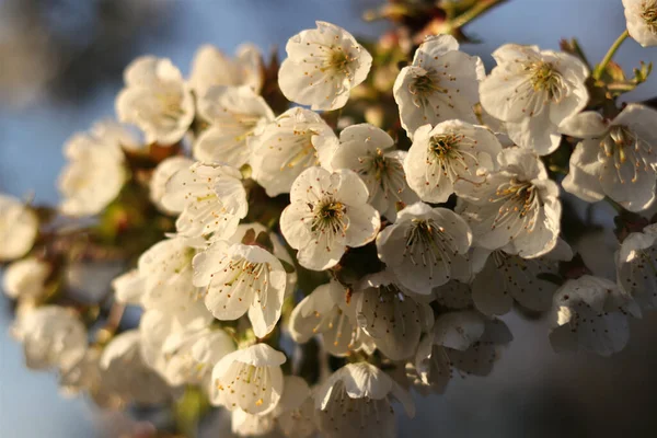 Dettaglio Gruppo Fiori Ciliegio Periodo Primaverile Ora Oro Inizio Spuntino — Foto Stock