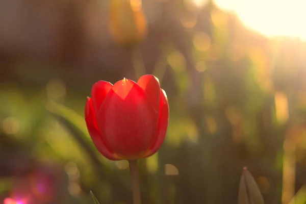 Detalj Vakker Rød Tulipan Gulltimen Nydelig Fredelig Atmosfære Herlig Kjærlighets – stockfoto