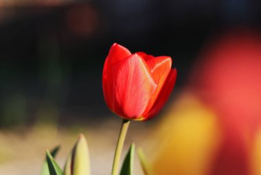 Bahçede kırmızı tulipalı bir aşk. Büyümeye yetecek kadar besin barındırdığı için minnettarım. Sıcak, güzel, renkli taç yapraklarından kırmızıya. Yaz çiçekleri, mutluluk ve umut kavramı.