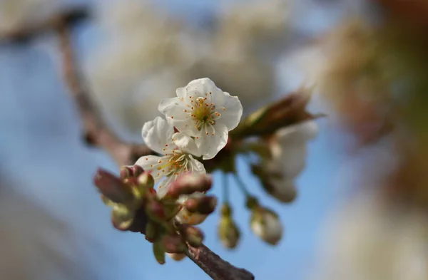 Dettaglio Prunus Avium Con Cielo Blu Petali Irriconoscibili Che Risvegliano — Foto Stock