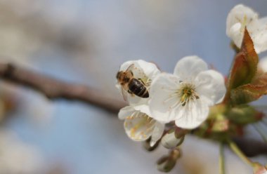 Kristal berrak kanatlı şirin bal arısı polen toplamak için en iyi çiçeği arıyor. Böcekler diyarındaki en çalışkan işçinin ayrıntıları. Doğanın ucubesi kavramı