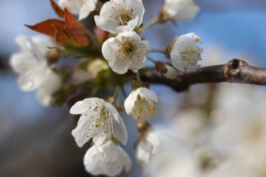 Prunus avium 'un mavi gökyüzü detayları. Kış boyunca uzun uykudan uyanan tanınamaz taç yaprakları. Pistil polen salgılar ve bal arısını ya da yaban arısını baştan çıkarır. Başlangıç kavramı meyve ağaçları büyütür.