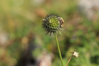 Jeseniky Dağları 'ndaki çayırlarda, Czech Cumhuriyeti' nde, Parnassos Çayırı 'nda büyümüş. Parnassia palustris, ortadaki beş beyaz taç yaprağı ve sarı papağandan oluşur. Doğanın anası