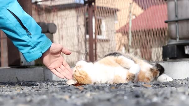 Söt Man Försöker Smeka Djurets Huvud Medan Felis Catus Domesticus — Stockvideo