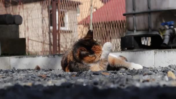 Dagelijkse Schoonmaak Van Bontjas Gedomesticeerde Kat Wast Zijn Hoofd Met — Stockvideo