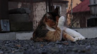 Günlük rutin evcil kedi kürk manto temizleme, dedikodu, kürk mantosundan pireler ve gün ışığında ısınma. Bayan Cat yerde yatıp bahçeyi ve sahiplerini izliyor. Nasıl çalışıyorlar?