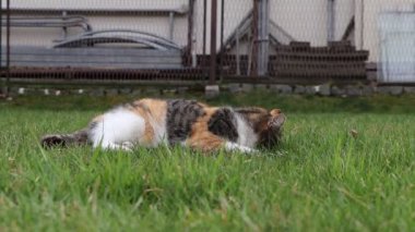 Şirin, genç kedi yavrusu daha iyi sindirim için ot yer ve kötü yemek yer. Daha sağlıklı bir beslenme düzeniyle sağlıklı beslenmek. Hayvanlar aleminde sağlıklı kalma kavramı