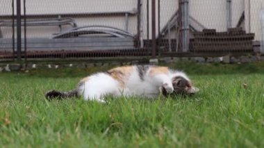 Dostumuz Bayan Cat diyette. Menüsünü geliştirmeli. Daha iyi sindirim için ot yiyor. Felis catus domesticus otların ve yabani otların üzerinde yatar.