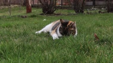 Daha iyi sindirim için kedi ısırma ve ot yeme detaylarını anlat. Kedi kötü bir şey yedi ve iyileşmeye çalıştı. Hayvan kafasına ve dişleriyle ağzına odaklan.