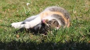 Siyahi meraklı kedi çimenlerde uzanıp yuvarlanıyor. Saniyesinde dikkatli olur ve neler olduğunu izler. Öğle yemeği saatlerinde güneşlenmenin tadını çıkar.