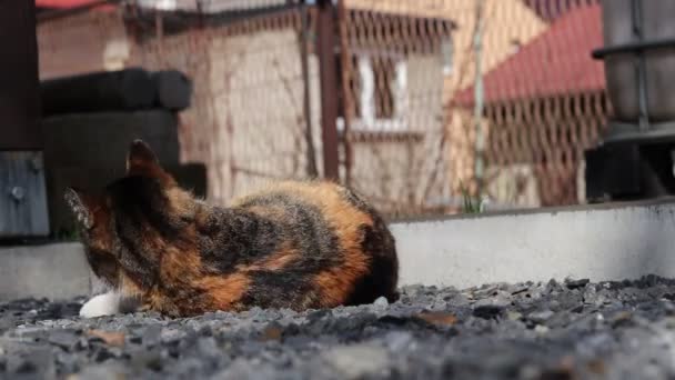 Pençesi Diliyle Kürkünü Yıkayan Renkli Kedi Saldırgan Kedi Diğer Tarafa — Stok video