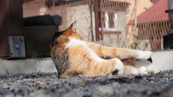 Curioso Nobile Gatto Addomesticato Lava Sua Pelliccia Con Lingua Luoghi — Video Stock