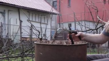 İlkbaharda gösterişsiz ama gerekli işlerin ayrıntıları. Büyükbaba dalları ve küçük tırabzanları makasla keser ve bir sonraki kullanım için fıçıya koyar. Açık hava işi. Bahçe işleri. Her yıl.