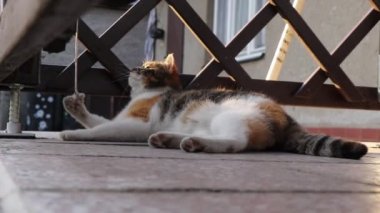 Küçük arkadaşım pergola 'da iple oynuyor. Felis catus domesticus açık havada insanlarla hayvan oyunları oynuyor. Oyuncak kedi yavrusu küçük pençeler ve patiler arasında ip tutuyor. Hattı yakalamaya çalışıyor..