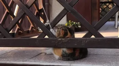 Muhteşem renkli kedi yavrusu sahibi ile ahşap çitler arasında iplerle oynuyor. Onun gözleri neşeyle parlıyor. Pergola 'da şakacı kedi yalan söylüyor, hoplayıp zıplıyor.