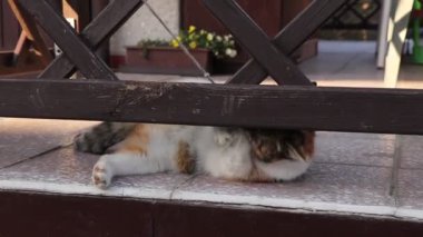 Güçlü, bağımsız kedi ve sahibi arasındaki çekişme. Evcil kedi hızlı, saldırgan ve mükemmel bir hayvandır. Hayali bir düşmana akıllıca saldıran evcil hayvan, ip ve sahibinin şansı yoktur.