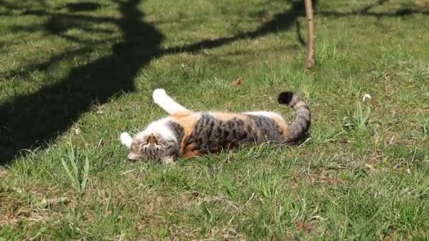 Cute Beast Enjoy Summer Wellbeing Wonderful Warm Hot Day Cat — Stock Video
