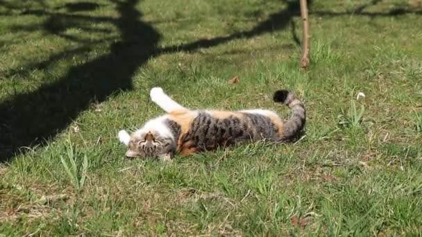 かわいい獣は素晴らしいと暖かい暑い日の間に夏の幸福をお楽しみください 猫は喜んで尾を前後になびかせ 太陽の下で暖まる 困難な日の間 彼女は休む必要があります あなたのエネルギーを充電 — ストック動画