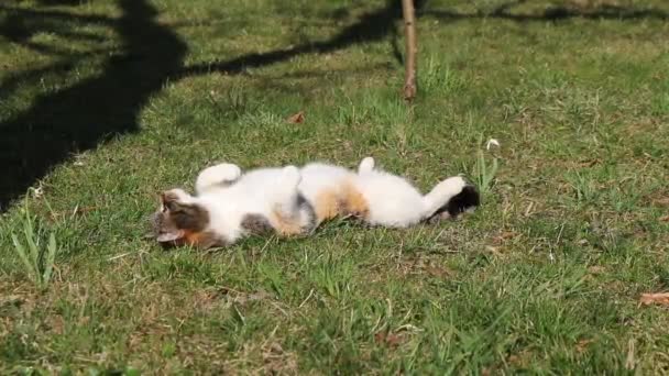 Bestia Agresiva Recarga Energía Para Próxima Noche Difícil Gato Color — Vídeos de Stock