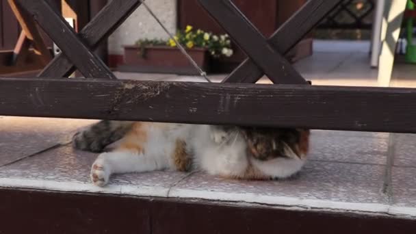 Tauziehen Zwischen Der Starken Unabhängigen Katze Und Ihrem Besitzer Domestizierte — Stockvideo