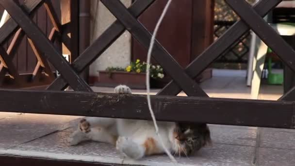 Sportive Felis Catus Domesticus Пытается Поймать Летящую Верёвку Вокруг Неё — стоковое видео