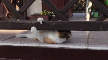 Bersagliera kedisi ipi yakalamayı başardı ve şimdi ipi ağzına sokup ısırmaya çalışıyor. Sıkıcı Felis Catus domesticus sonunda biraz faaliyete geçti. Kendine iyi bak.. 